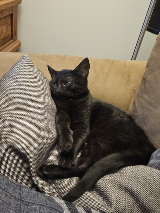 BC_SPCA's tweet image. Meet De-Loki, named after the god of mischief!❤️🐾This sweet boy knows how to use a scratching post, and loves snuggles in bed. He spends all day playing with toys, especially ones that have feathers and strings. Learn more about De-Loki at ow.ly/y9XH50QmeJB. #Comoxbc