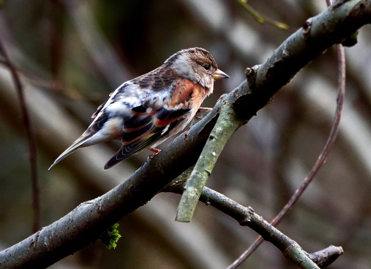 Beautiful Brambling … <a href="/bbowt/">BBO Wildlife Trust</a> @bensonnaturegroup #brambling #finch #finches <a href="/cpre/">CPRE The countryside charity</a>_oxfordshire @cpre #warburg  @chilternsaonb #chilterns #winterbird #wintermigrant #prettyfinch @chilternsights #oxonnature @wild_oxfordshire <a href="/BBOWT/">BBO Wildlife Trust</a> <a href="/TOE_oxon/">Trust for Oxfordshire's Environment</a> <a href="/WildOxfordshire/">Wild Oxfordshire</a> <a href="/BensonNature/">Benson Area Nature Group</a>