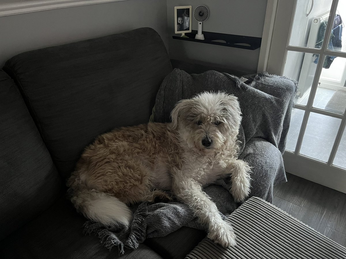 DebsFootbird's tweet photo. @Dogs4Rescue Shaggy looks like my Maggie. He’s gorgeous. Is he Romanian? Maggie is a cross Mioritic Sheppard.  Rescued 7 years ago ☺️ https://t.co/LuKluuvGJl