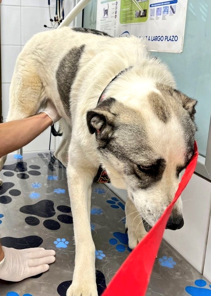 Erta2017's tweet photo. #XarxaCatalunyaAdopcions 
#XarxaBarcelonaAdopcions 

Mastina, buenísima, algo triste, en #acogida. 
Buscan para esta chica bonita,  un hogar y una  #adopcion responsable y para siempre .

CTO: @Anazacco https://t.co/3O94rlM0Gv