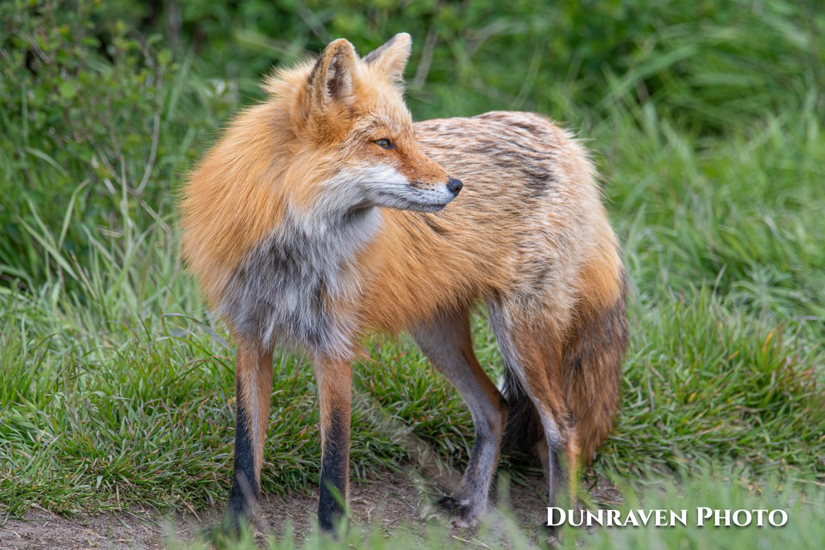 Brian_Hanser's tweet photo. Image-of-the-day # 361 of 365:

Foxy Lady, American Camp, San Juan Island, WA.

#Photography https://t.co/W3xT8l3CCC