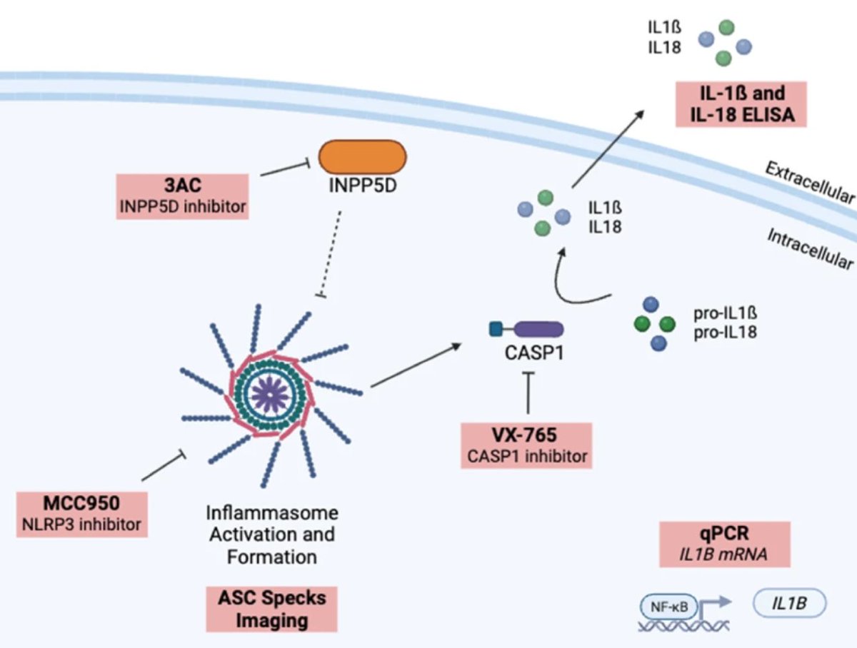 thmonk_pf's tweet photo. INPP5D活性低下はNLRP3 inflammasomeの活性化を介しmicrogliaの炎症反応を亢進
さらにIL-1β, IL-18分泌の増加がAβ蓄積と神経変性を惹起
ヒトAD脳組織ではINPP5D活性が低下しinflammasomeが活性化されている
Open Access
#INPP5D
#Alzheimers
#papers
https://t.co/wVmj5DkiPY https://t.co/g6S4Jgi0nX