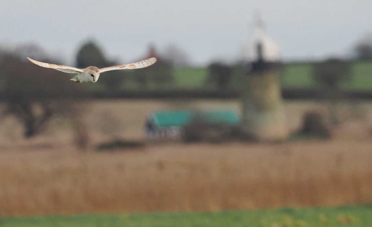 More great views of Short-eared and Barn Owls at St. Benet's Abbey, Ludham on Boxing Day. Must have been at least six SEO's.