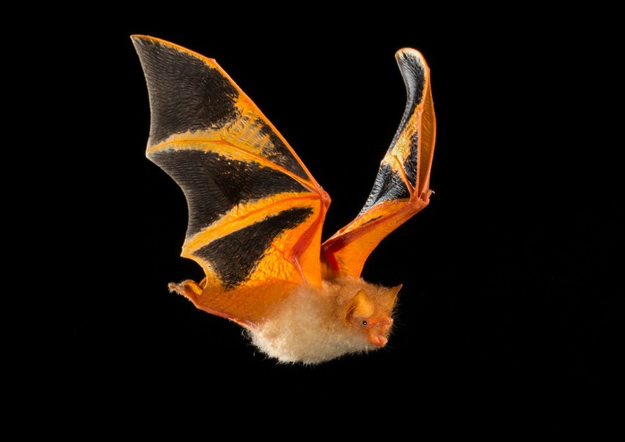 BoiraPlushies's tweet photo. We were thinking on other possible bats to make and... Just saying...👀 https://t.co/KpkVg9tOZo