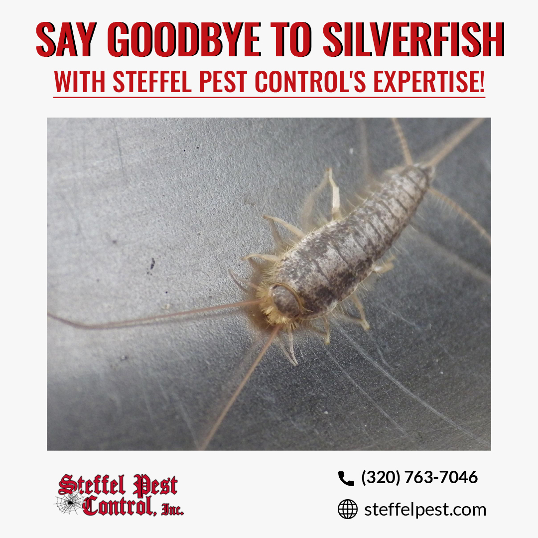 SteffelPestCon's tweet image. Pesky Silverfish Beware! 🚫

Say goodbye to unwanted silverfish invaders with Steffel Pest Control! Our experts specialize in effective silverfish pest control, ensuring your home stays comfortable and pest-free.

📞 (320) 763-7046
💻 steffelpest.com

#SilverfishControl