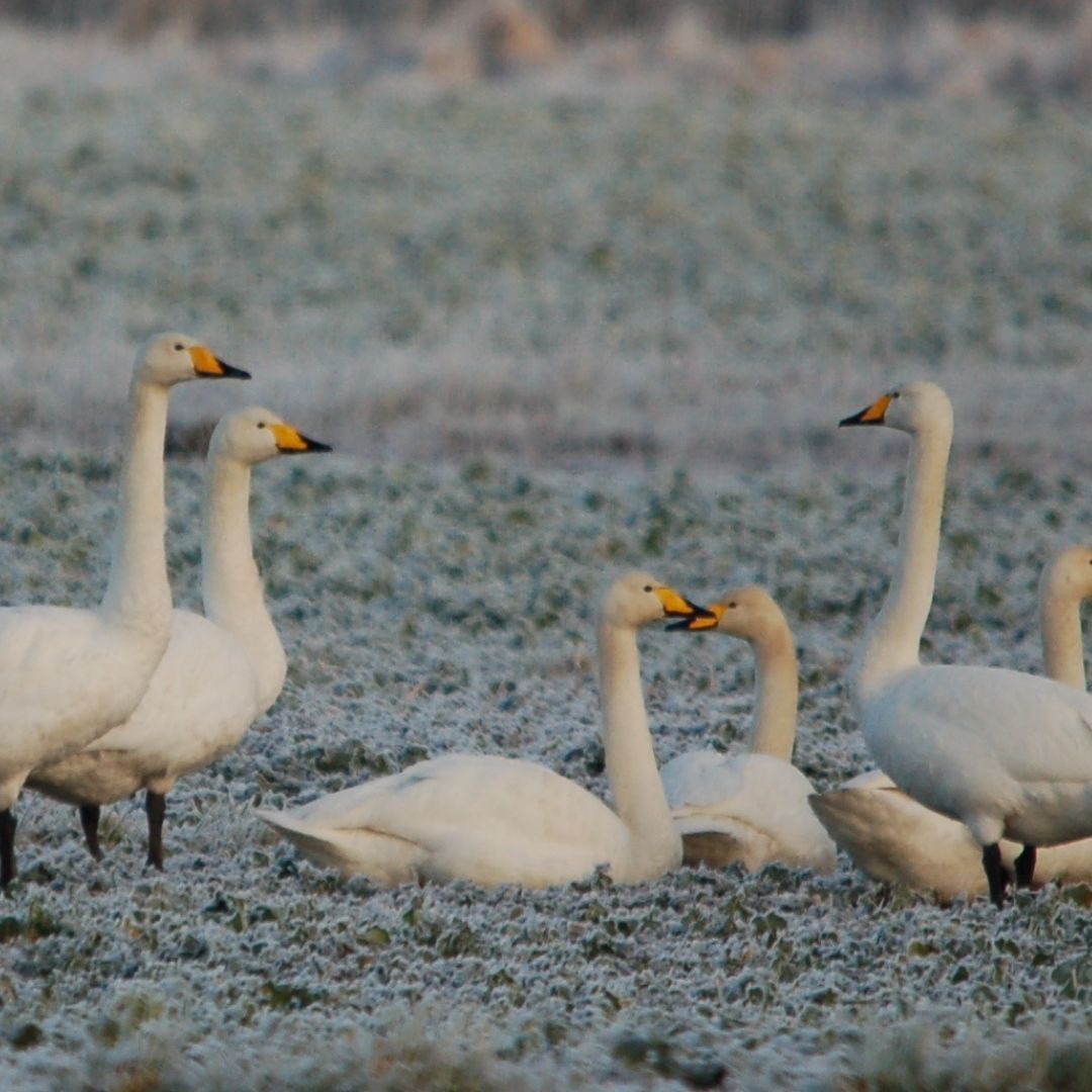 Galloway NPA tweet media