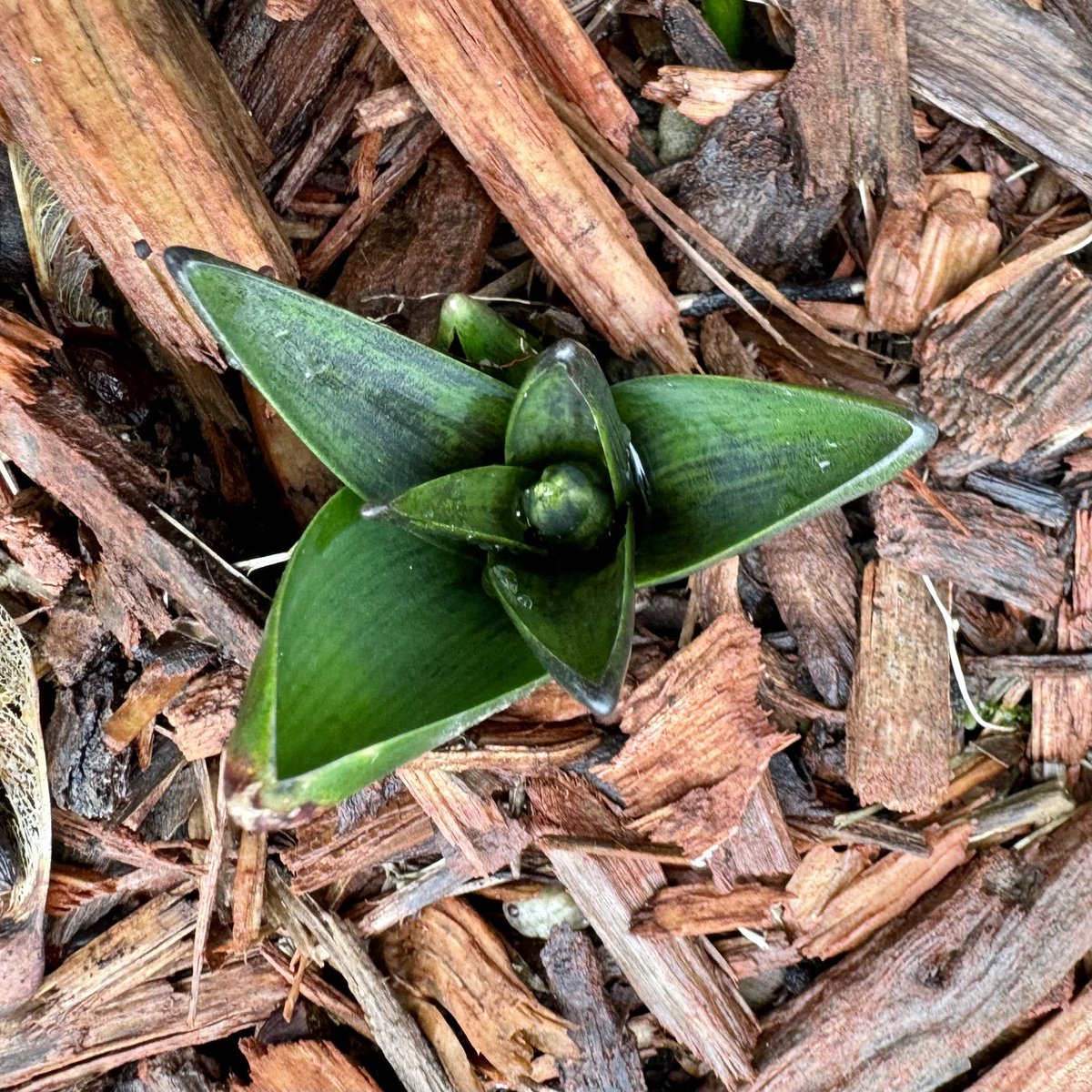 mchesner's tweet image. More #SpringPlants coming up in our garden as #Winter begins. Wondering how many will survive the coming cold. #garden #plants #TrumbullCT