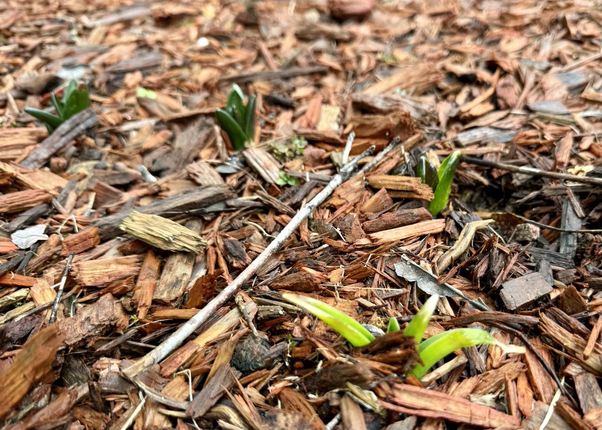mchesner's tweet image. More #SpringPlants coming up in our garden as #Winter begins. Wondering how many will survive the coming cold. #garden #plants #TrumbullCT