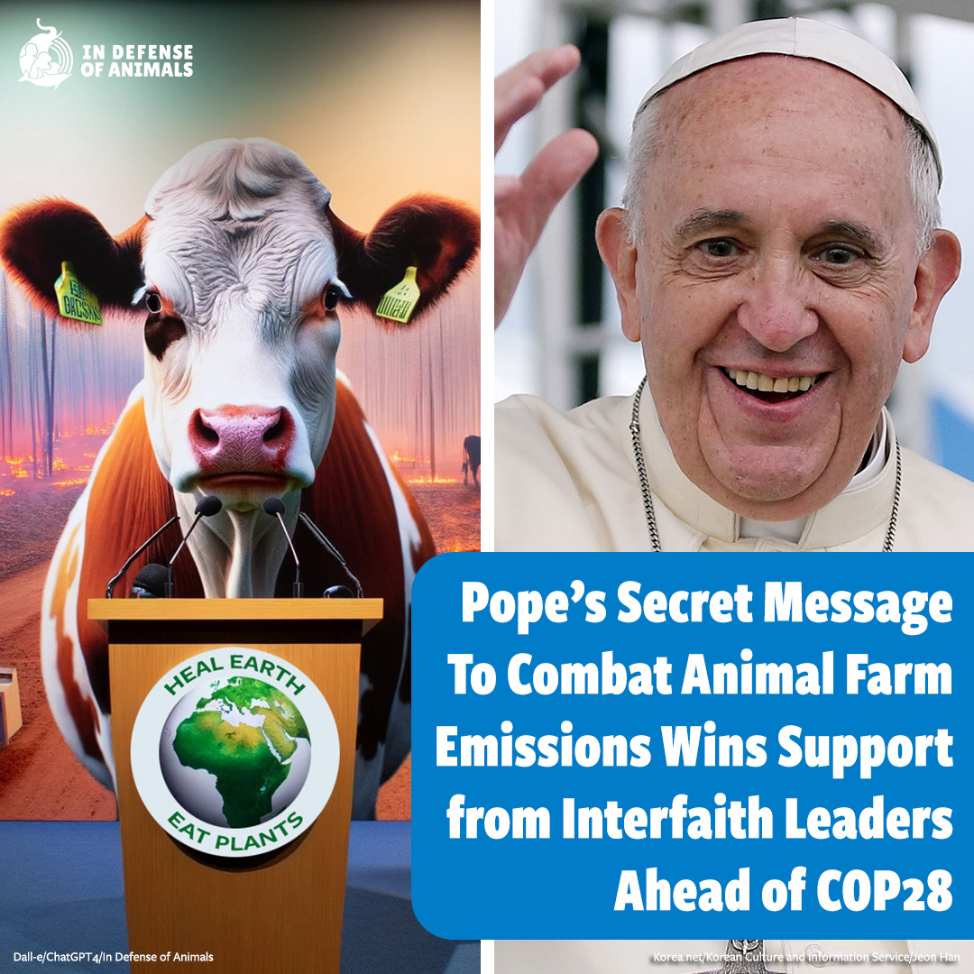 Over 50 religious & environmental organizations & leaders have written to #PopeFrancis supporting the hidden message in his recent apostolic exhortation, #LaudateDeum, & urged him to directly address the negative impacts of #AnimalAgriculture: bit.ly/3txlQCW