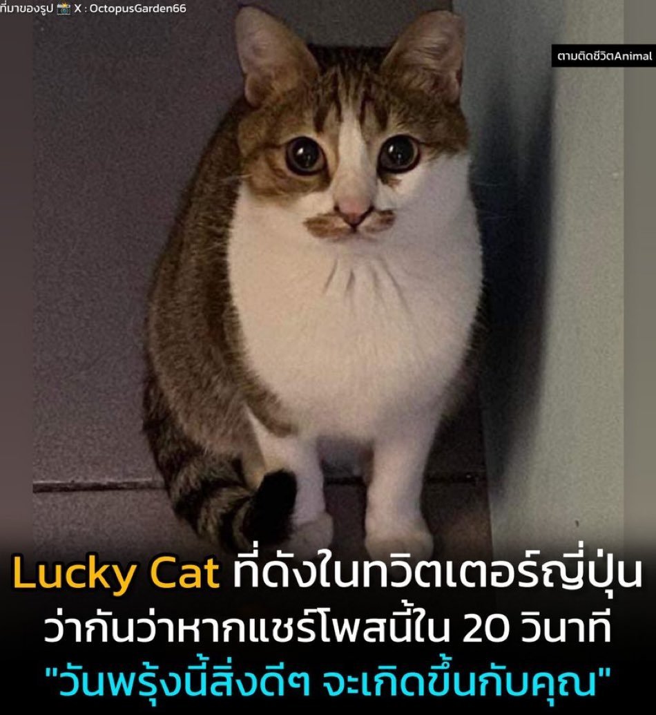 Tarina27Meow's tweet image. พรุ่งนี้หวยออก