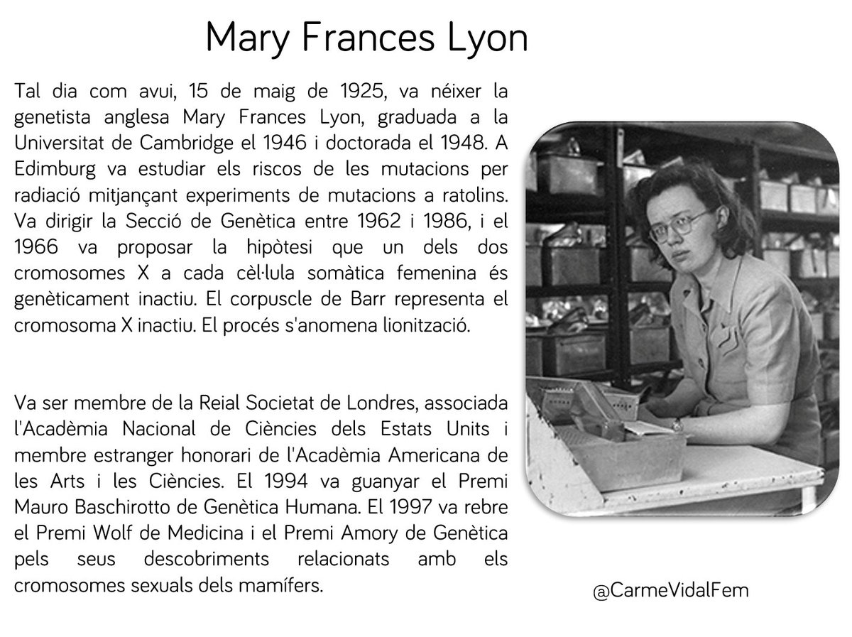 #taldiacomavui, 15 de maig de 1925, va néixer la genetista 🇬🇧🧬anglesa Mary Frances Lyon. El 1966 va proposar la hipòtesi que un dels dos cromosomes X a cada cèl·lula somàtica femenina és genèticament inactiu. El procés s'anomena lionització en honor seu. #donescientífiques