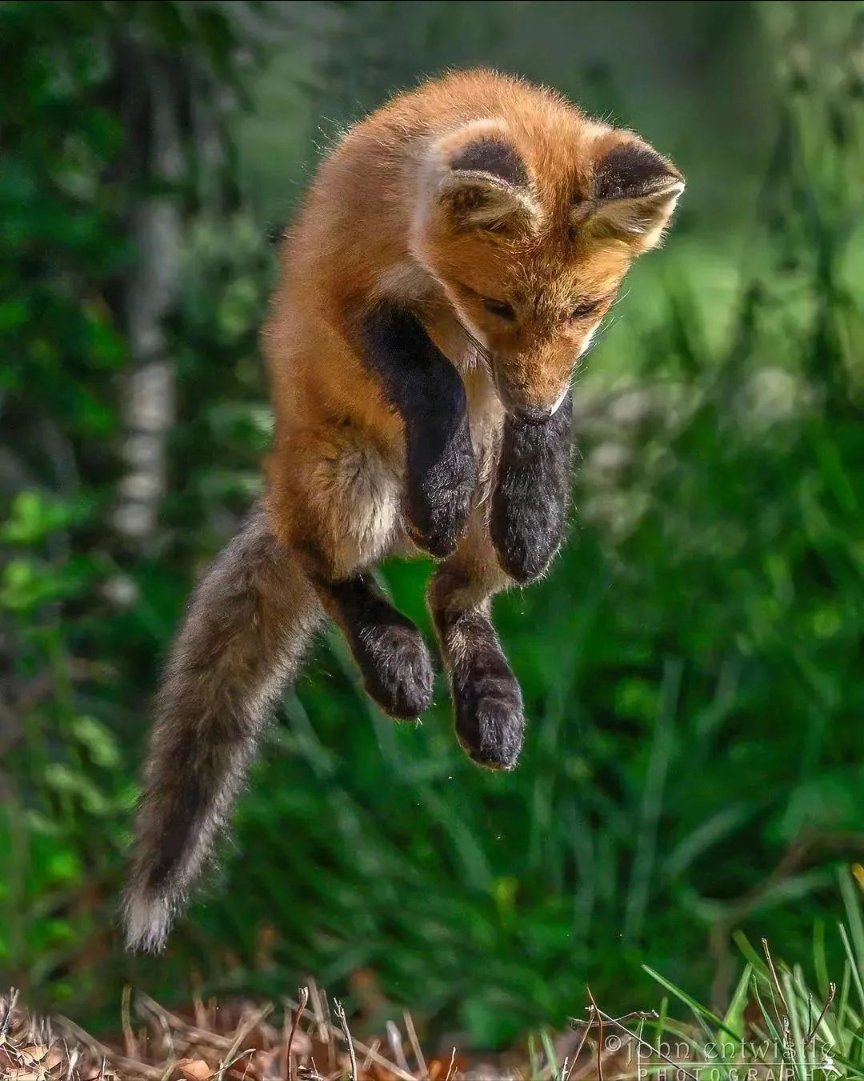 FoxGazerTales's tweet image. Perfect Fox Shot 🦊

📷: johnentwistle_photography #fox #foxeyes #foxy #fennecfox #Iceland #vulpesvulpes #animal #silverfox #petfox #happyfox #urbanfox #StormGerrit #wildlifephotography #wildlife #Winterboy