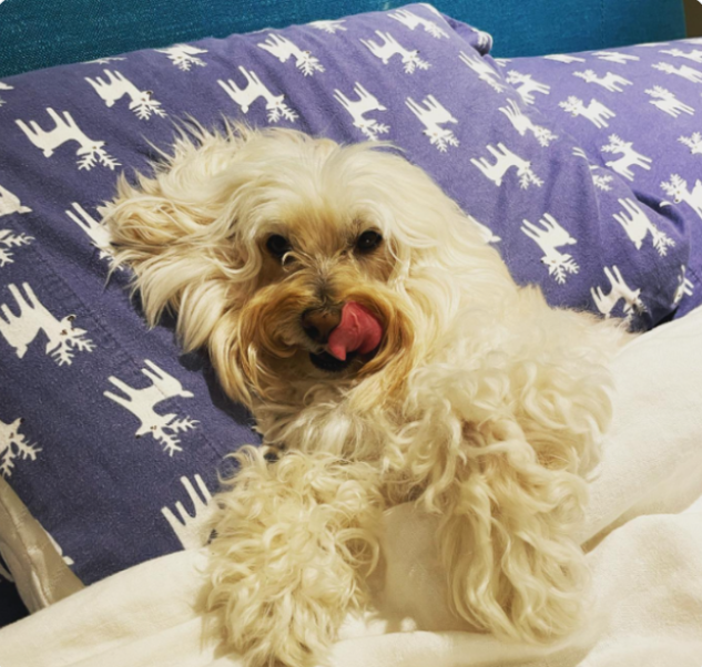UniTheWonderDog's tweet photo. GM $UNI bros https://t.co/z7sv0e1OhB