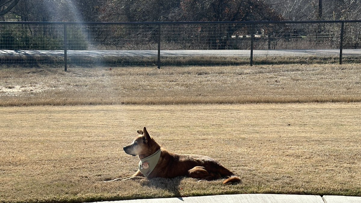 114photography's tweet image. Best damn friend I ever did have. Loved our Fam and Friends for 17 1/2 years. Miss ya Reeses Pieces 🐶 🐾 #alldogsgotoheaven