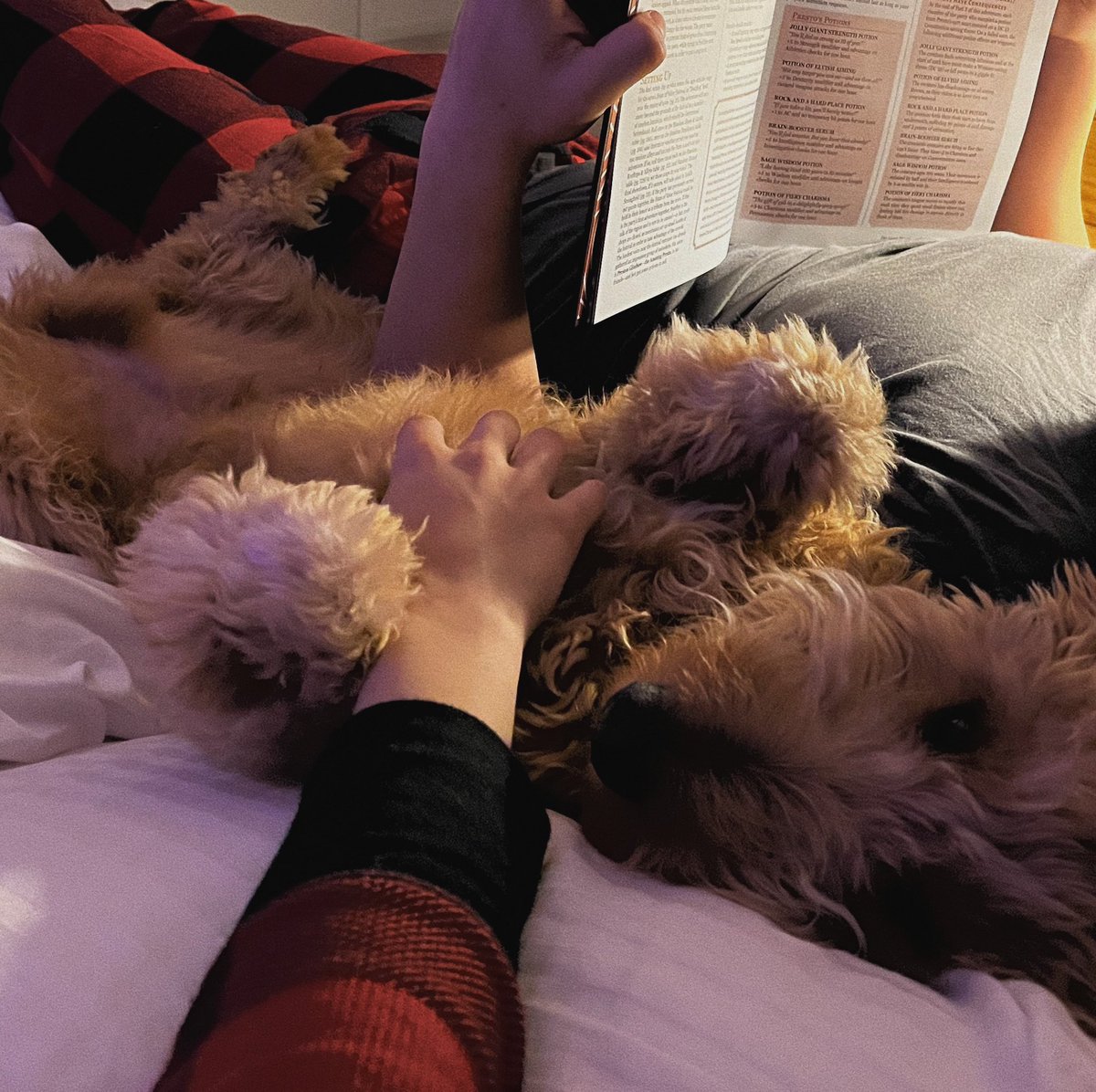 rachelzegler's tweet photo. a nice way to close the year :’) 🐾❤️ https://t.co/wCEnJ5zjoP