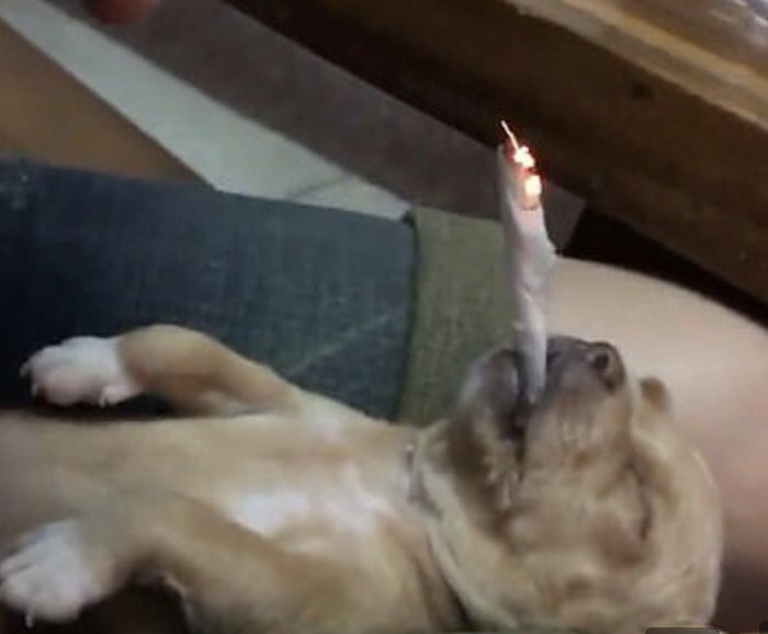 SmokingDogOnSol's tweet photo. #SmokingDog $SMOKE https://t.co/e5XribF3E0