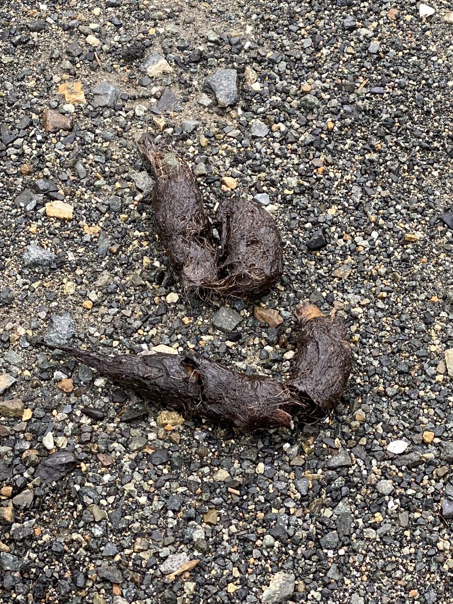 Vandaag tijdens het wandelen in het harz (duitsland) een mooie wolvendrol gevonden