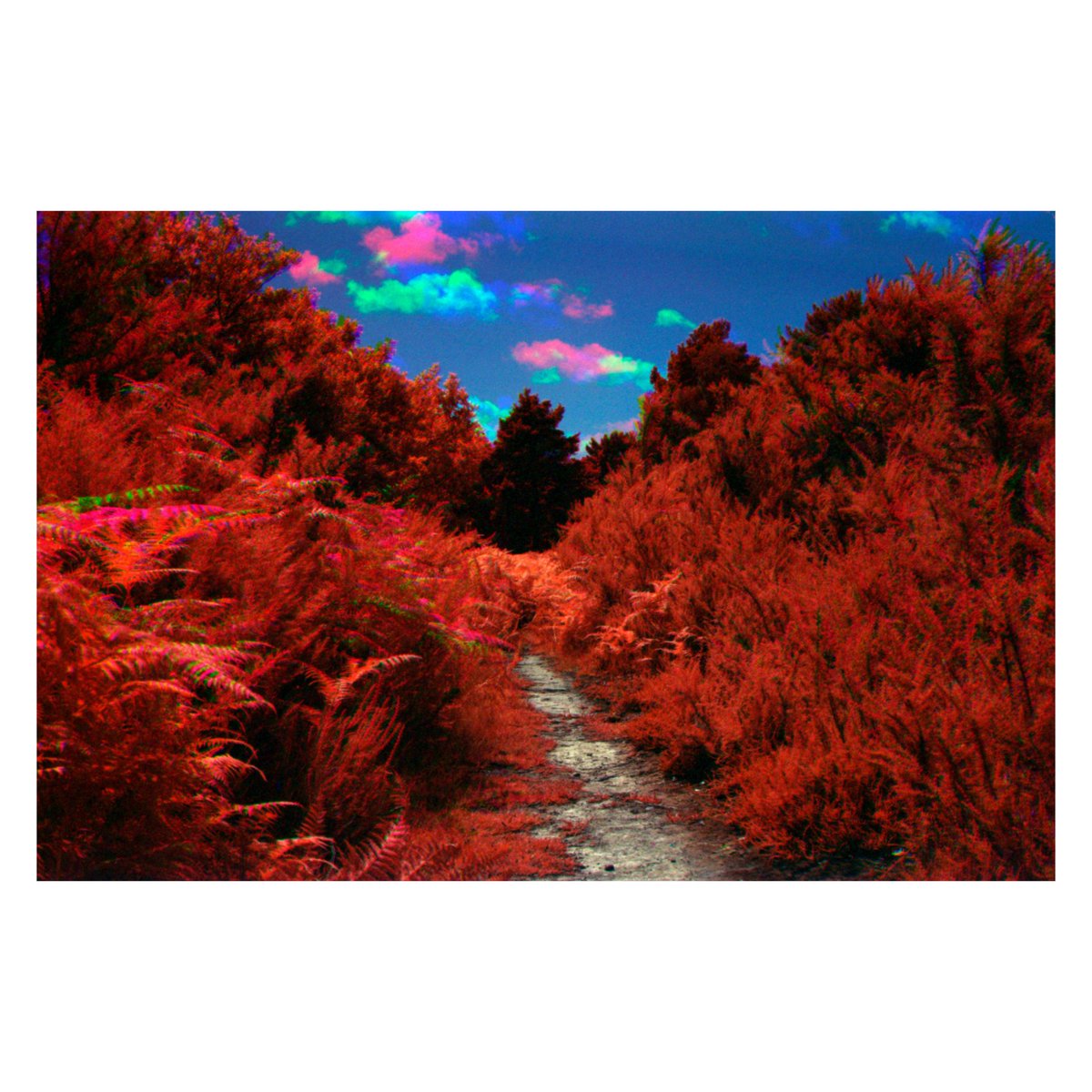 21x9Ratio's tweet photo. Some shots from the latest video, really happy with how it came out and how it's doing! 😄 https://t.co/TwidSREo9M
#aerochrome #kodak #kodakaerochrome #trichrome #film #filmphotography #photography #photographer #filmisbetter #filmonly #filmisnotdead #filmisart #ae1 #canonae1 https://t.co/FIBPIGhy5W