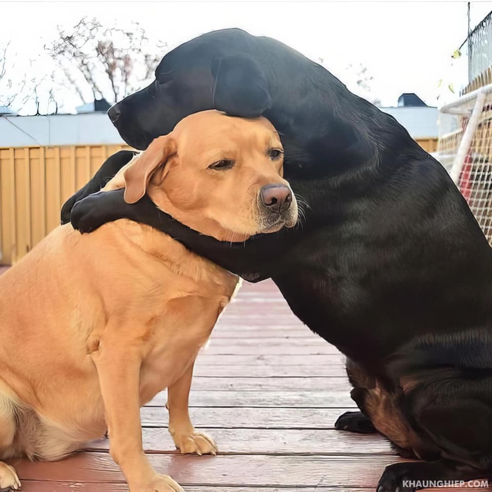 _anthony__3's tweet photo. It's almost the new year, how are you doing now, and don't forget that no matter what happens, dogs will always be by our side.
🩷😁 https://t.co/5DKybQy74o