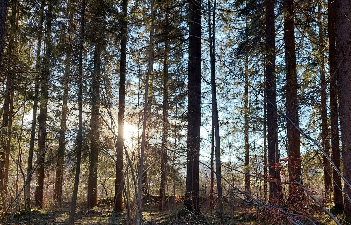 Sarah Graham tweet media