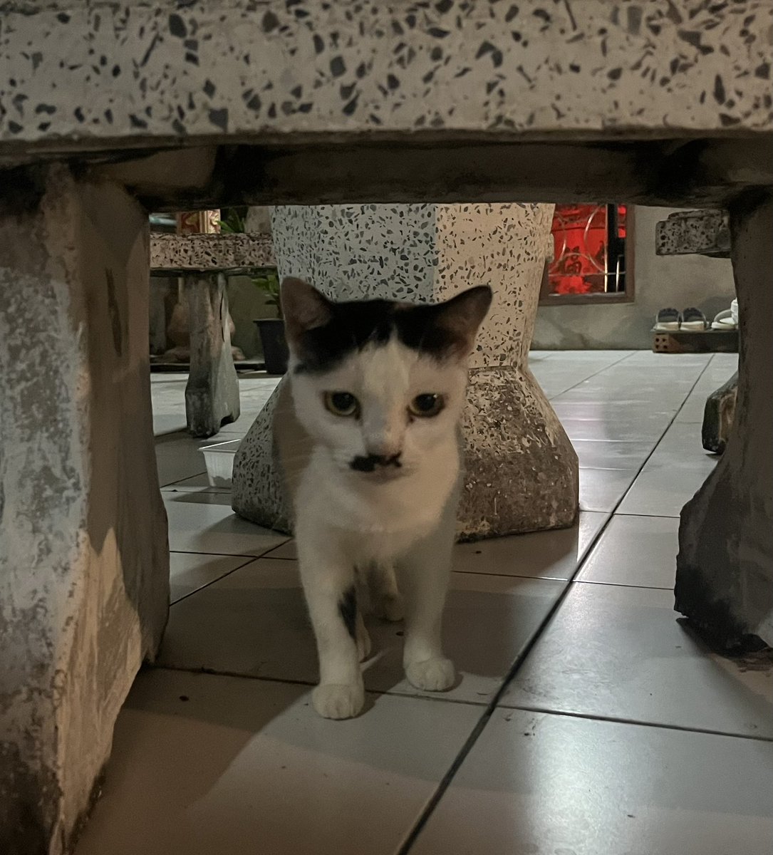 JackStocker26's tweet photo. Saw this cat in Thailand, he looks weirdly familiar ๐น๐ญ #reincarnationisreal https://t.co/iQmNS4ig6Q