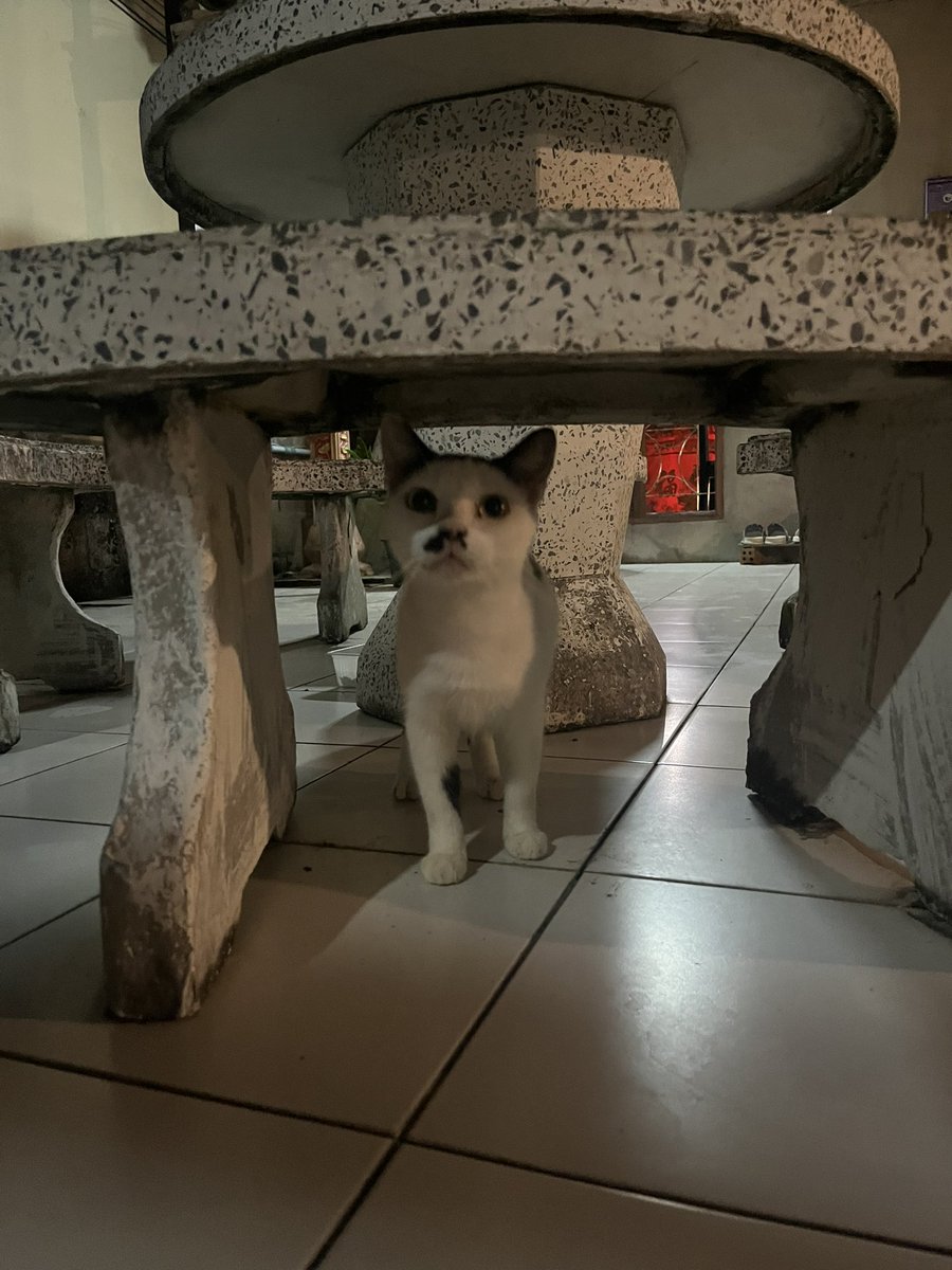 JackStocker26's tweet photo. Saw this cat in Thailand, he looks weirdly familiar ๐น๐ญ #reincarnationisreal https://t.co/iQmNS4ig6Q