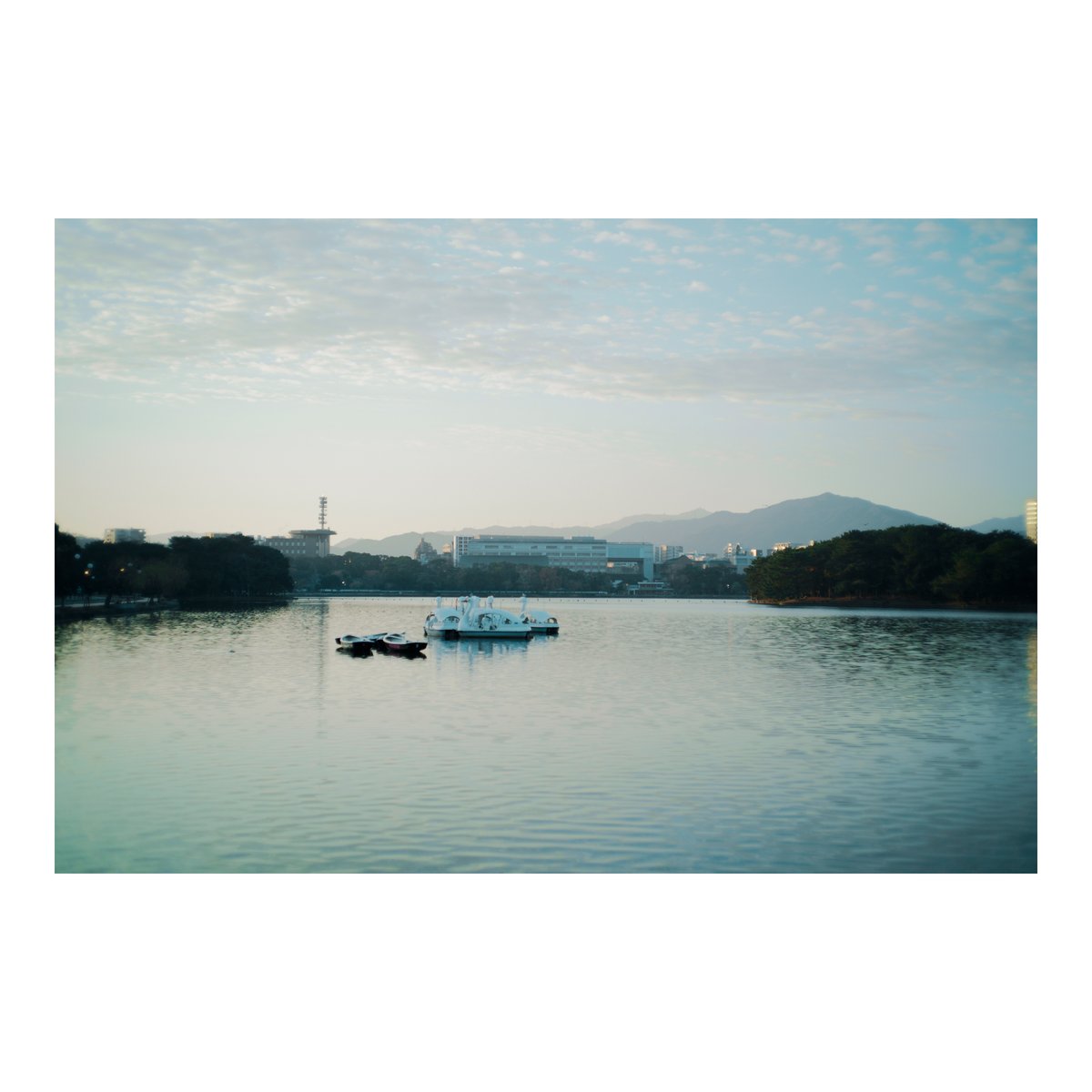 simple__st's tweet photo. 今朝、OHに出すPEN-Fを発送するため中央郵便局へ行き、その後大濠公園まで足を運びました。

7時台は空気がひんやりして肌寒かったですが、気分転換になりました♩

#SIGMAfp + HELIAR classic 50mm F1.5

#写真好きな人と繋がりたい
#ファインダー越しの私の世界
#photography #9fp https://t.co/rK6KLl3g96
