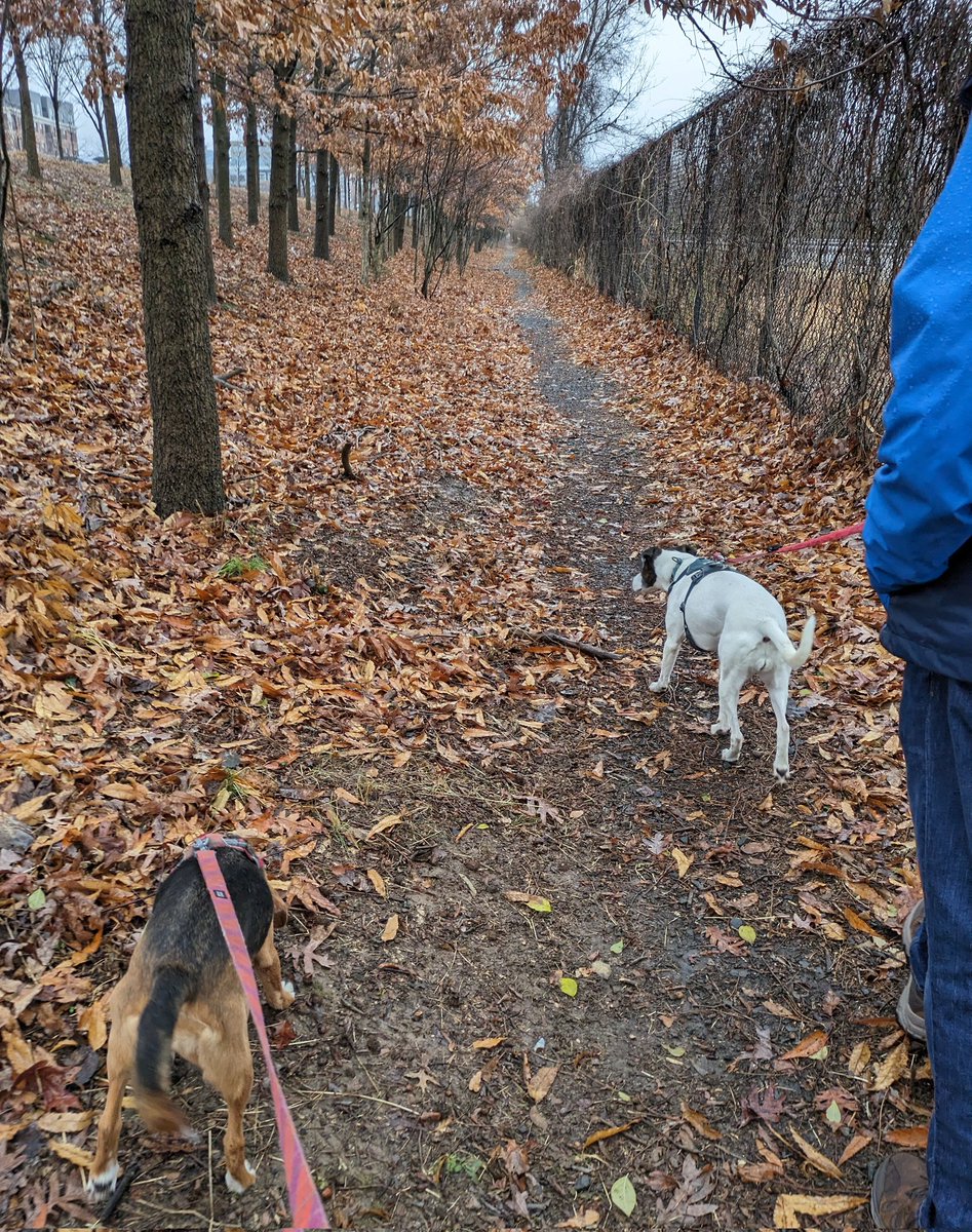 It was a SCENTsational walk along the rail line with the dogs yesterday morning. Lots to smell despite the rain. #DogsOfTwitter #DogsOfX