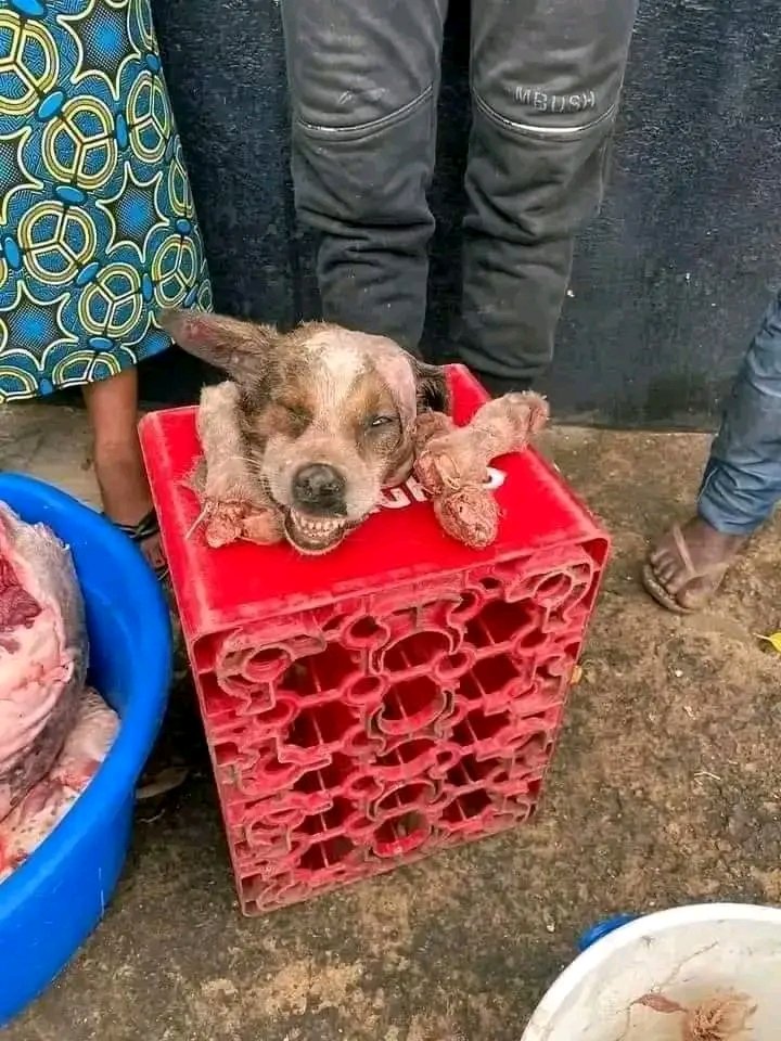 MZulu wa Limpopo tweet media