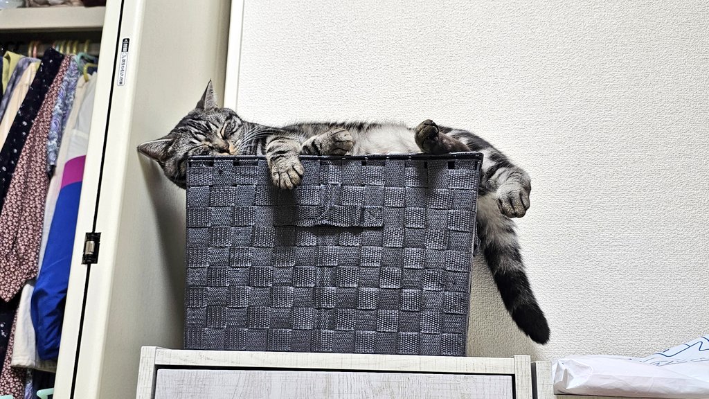 amesho_toto's tweet photo. そういえば、約2ヶ月前くらいに引越ししたにゃん🐱🐾
 #猫 #CAT #アメリカンショートヘア #アメショー #ねこのいる幸せ #猫好きさんと繋がりたい #ねこのいる暮らし #猫好き https://t.co/ahz2q2UT3A
