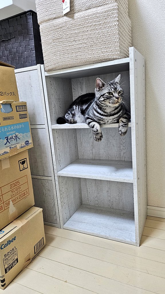 amesho_toto's tweet photo. そういえば、約2ヶ月前くらいに引越ししたにゃん🐱🐾
 #猫 #CAT #アメリカンショートヘア #アメショー #ねこのいる幸せ #猫好きさんと繋がりたい #ねこのいる暮らし #猫好き https://t.co/ahz2q2UT3A