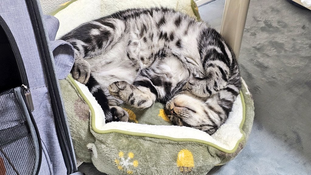 amesho_toto's tweet photo. そういえば、約2ヶ月前くらいに引越ししたにゃん🐱🐾
 #猫 #CAT #アメリカンショートヘア #アメショー #ねこのいる幸せ #猫好きさんと繋がりたい #ねこのいる暮らし #猫好き https://t.co/ahz2q2UT3A