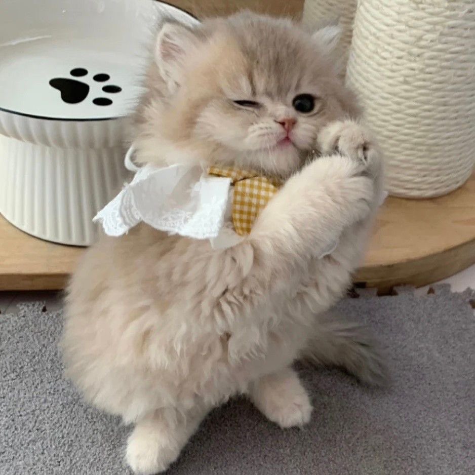 FunnyxCats's tweet photo. https://t.co/qWDcXFBPRx