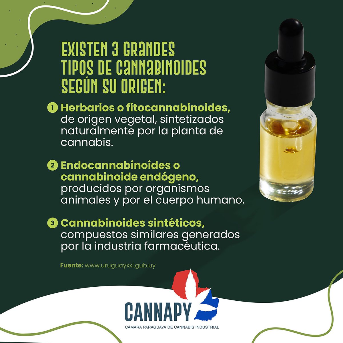 Cannapy_'s tweet photo. Los cannabinoides son compuestos muy presentes en el cannabis, también se encuentran en otras plantas, los producen internamente animales y humanos e incluso pueden ser sintetizados en laboratorios.

#CannaPy https://t.co/RE4tfxbjqw
