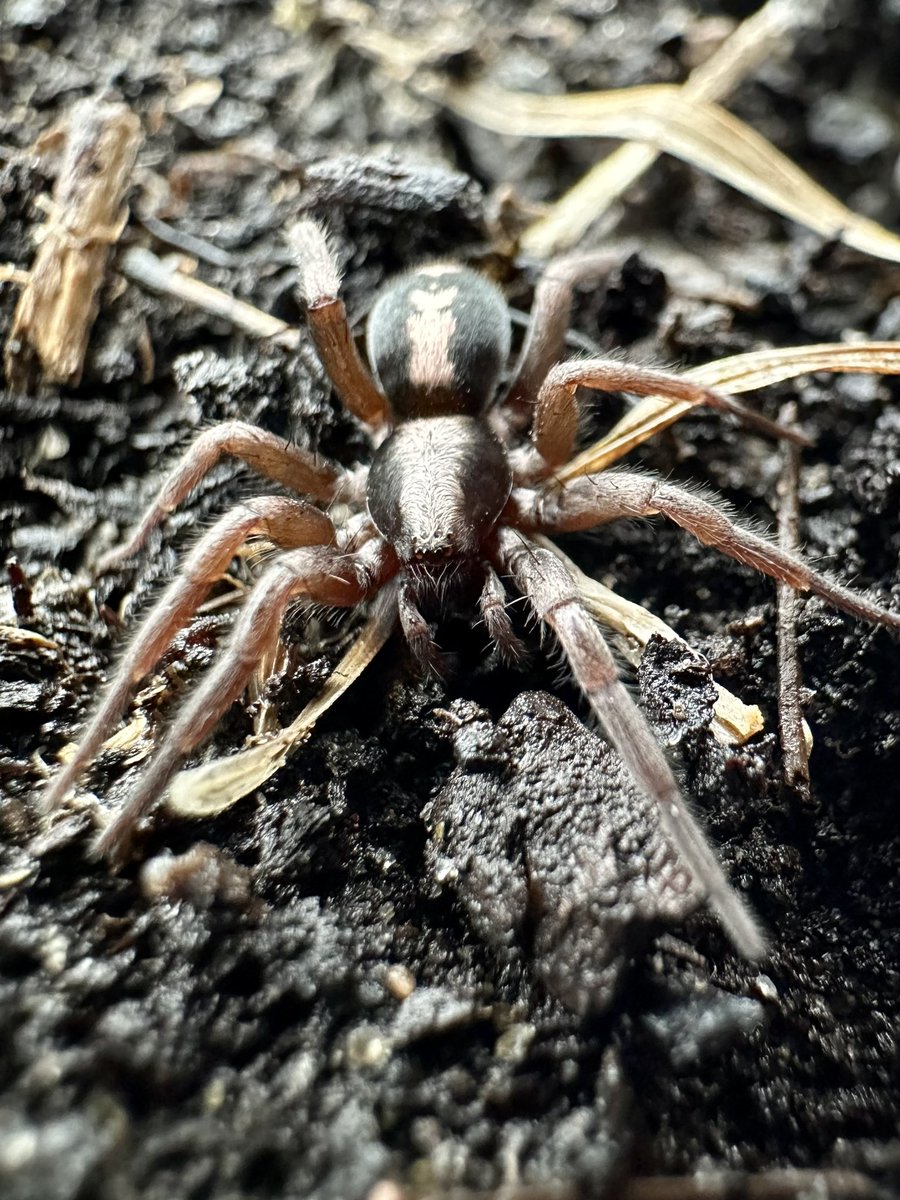 MandyLSimard's tweet photo. Mandy it’s winter..
Your not going to get
any recent pictures
of insects.
Oh waitttttt…
#InsectThursday #nature #naturelovers #NaturePhotography #Insect #macrophotography #MacoHour #spider #WINTER #ThePhotoHour #thursdaymorning #Thursdayvibe https://t.co/HLHiBXa5Y9
