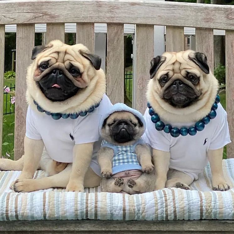 MelissiaHanse12's tweet image. So cute 😍
🏄 Like the Photo 
💫 Type your comment... 
🎸 Tag your friends 

#pugmania #pug #pugstyle #instapug #puglia_city #pugsdaily #puglove