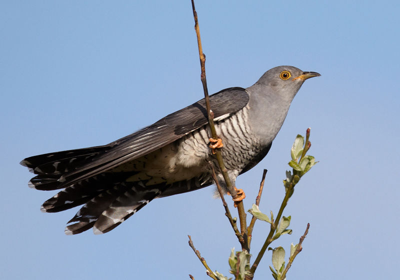 Wordsworthians's tweet photo. For the #12DaysOfChristmas, Day 4, third bird, Wordsworth's Cuckoo
https://t.co/jpT7WGk8nR
And you can hear it here https://t.co/W2D3VeIlVL
#FourCallingBirds https://t.co/a06ax4CwzS