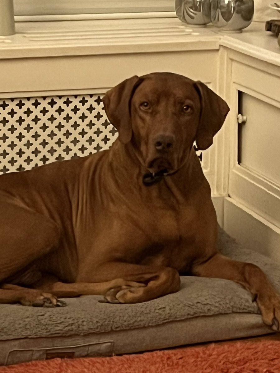 Marco de Jong tweet media