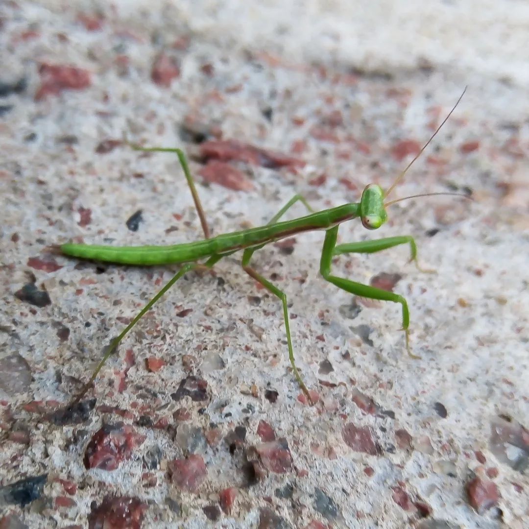 alejandromorici's tweet image. #TaxoJueves de #LoMejor2023 
con muchas patas