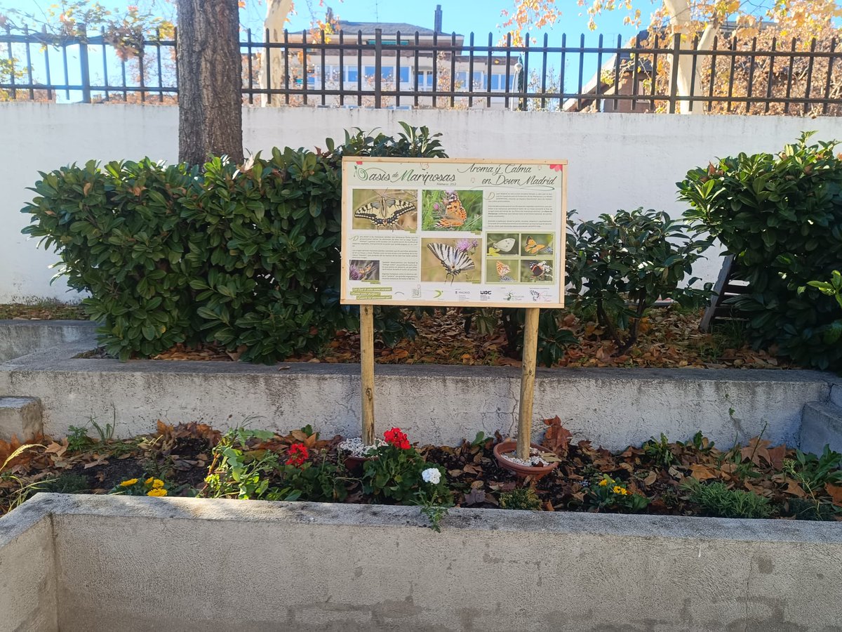 UdcChamartin's tweet photo. Instalamos el tercer #OasisDeMariposas en @DownMadrid 😍🦋🐛ahora toca esperar a que vengan y aprender a identificarlas gracias a la colaboración de @asocZERYNTHIA💚🤗@JMDChamartin  @MADRID  @AsocElOlivar https://t.co/0gYGrD4qSO