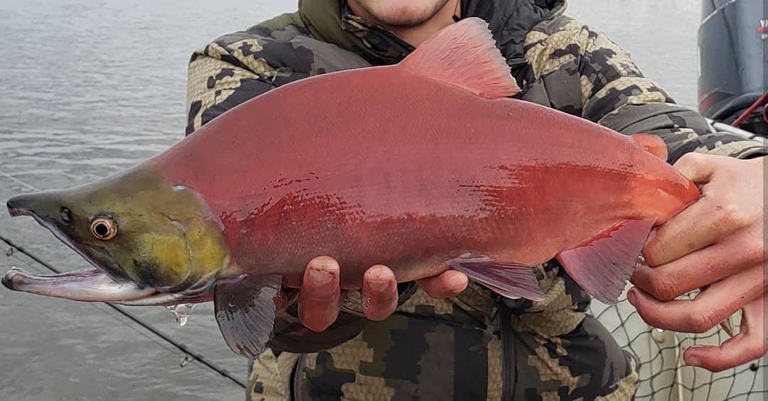 Saltwateronfly's tweet photo. Where's your next Fly Fishing Excursion in 2024?
Alaska, Iceland or a tour of Italy?
https://t.co/sgO9q0pwcW
:
#flyfishalaska #alaskanwildrainbows #fishalaska #alaskaflyfishing #onthefly #flyfishmontana #flyfishing #flytying #travelandleisure #travelandtourism #hiking #backpacker #colorado #montana #newmexico #texas #florida #flyfishiceland #flyfishitaly #flyfishdenmark #outdoorapparel #yellowstonecabinrental #alaska #katmainationalpark