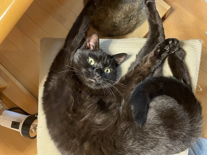 腋をくすぐられて悶絶するのは人類だけなのだろうか?猫は全くの無表情である。類人猿はどうなん? 