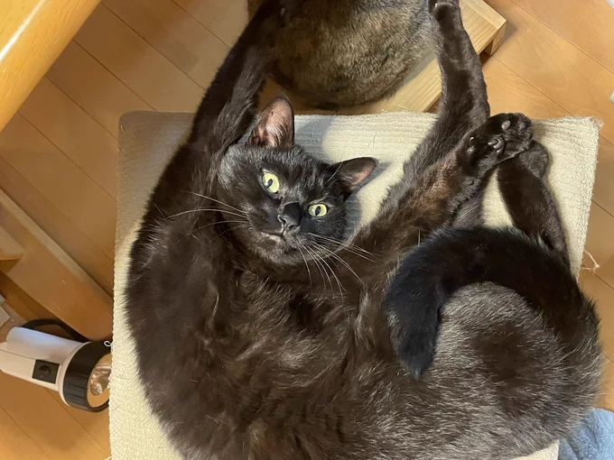 腋をくすぐられて悶絶するのは人類だけなのだろうか?猫は全くの無表情である。類人猿はどうなん? 