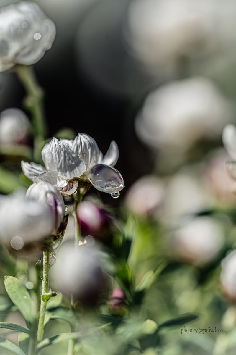 ゆちぇ スリクソン（SRIXON）（メンズ）ZXiU ゼットエックスアイ