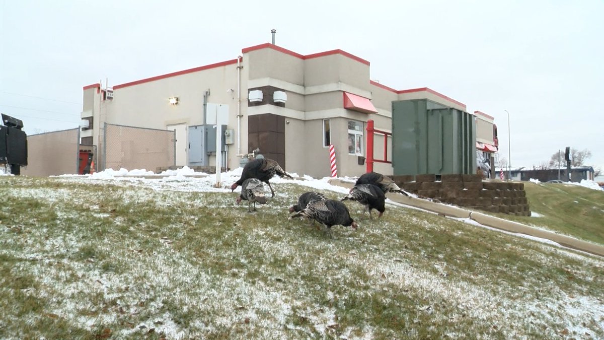 It turns out, people aren’t the only ones feasting on holiday leftovers. A feathery flash mob is gobbling up menu items at a Sioux Falls fast-food restaurant.
trib.al/JgDdokt