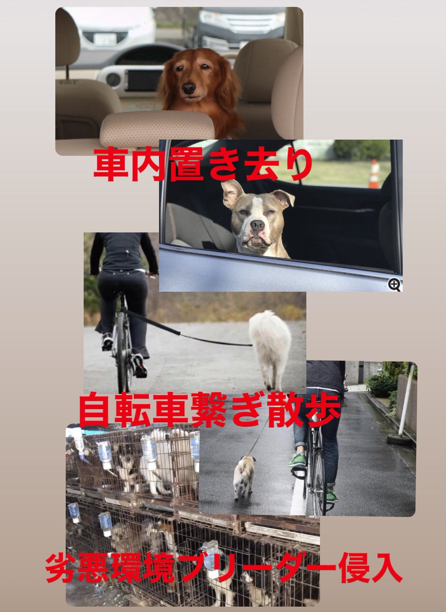 TcocoTcocoT's tweet image. いつも動物たちを想っていたいから💫

少しでも動物たちの助けになりたいから💫

もっともっと動物たちのことを知りたいから💫

これからも動物のために生きる✨

これからもよろしく✨

活動の幅を広げるために名刺作成🎗

#ペット介護士認定 
#資格取得 
#ペットセーバー