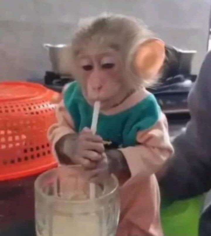 eu fingindo não prestar atenção nas fofocas do lado
