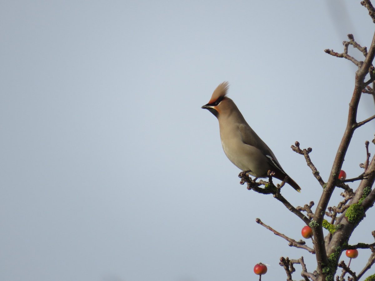 Steve Blake tweet media