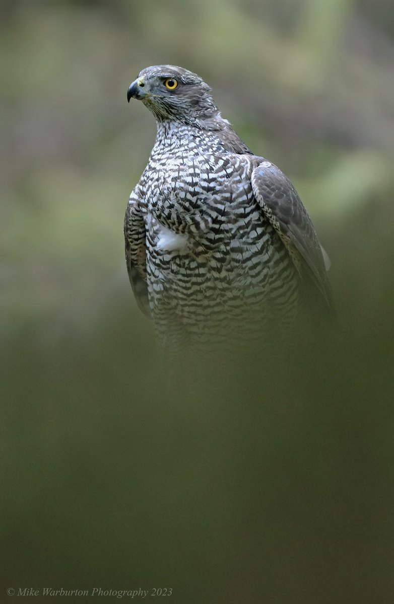 A new male #Goshawk at my hide in the #BreconBeacons last week and my new phone screensaver 😁 #Wales #birds #wildlife #nature #accipiter #hawk #raptor @BBCSpringwatch @WildlifeMag @CanonUKandIE @Natures_Voice @_BTO @BannauB #forest #woodland @NatGeoPhotos #wildlifephotography