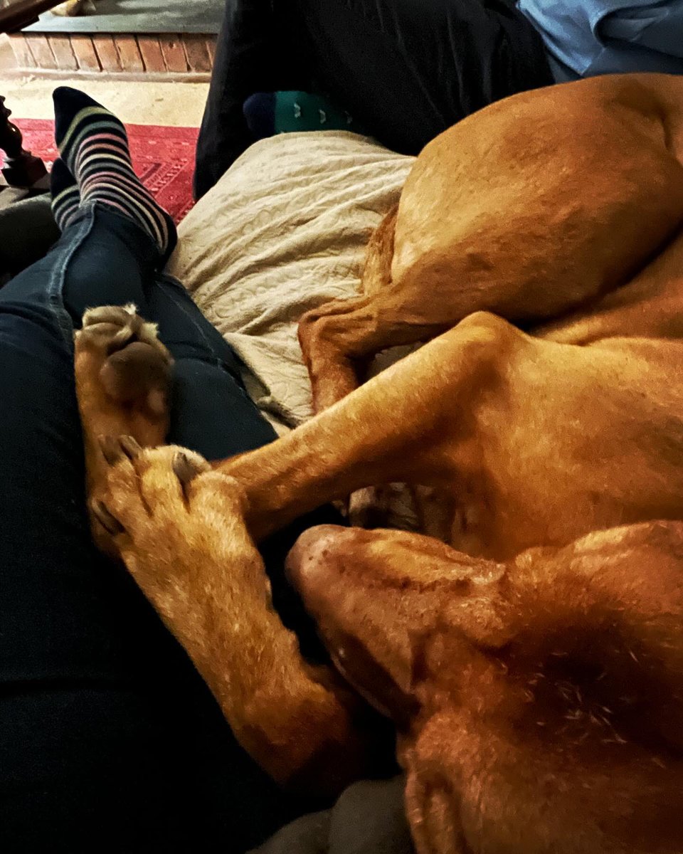 Today we found out Ferdi needs to have an eye removed… 

Love those eyes, but I’m really hoping it will give him a better quality of life for longer. 

#vizsla #eyetumour #lovemydog